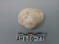 藏品(貝類)的圖片